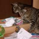 Подробнее об объявлении «Пропал кот Челябинск» Фото: пропала кошка  «Пропал кот Челябинск» в г. Челябинск