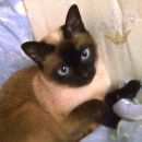 Подробнее об объявлении «Пропала кошка Великий Новгород (Новгород)» Фото: пропала кошка Сиамская «Пропала кошка Великий Новгород (Новгород)» в г. Великий Новгород (Новгород)