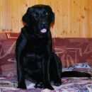 Подробнее об объявлении «Найдена собака Можайск» Фото: найдена собака  «Найдена собака Можайск» в г. Можайск