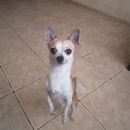 Подробнее об объявлении «Санкт-Петербург Пропала собака кобель помогите   пожалуйста верните собаку» Фото: пропала собака Чихуахуа «Санкт-Петербург Пропала собака кобель помогите...» в г. Санкт-Петербург