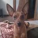 Подробнее об объявлении «Пропала собака Петродворец» Фото: пропала собака Карликовый пинчер «Пропала собака Петродворец» в г. Петродворец