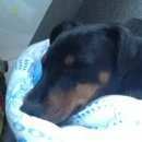 Подробнее об объявлении «Найдена собака в районе дома парковая 34 Долгопрудный» Фото: найдена собака Ягд-терьер «Найдена собака в районе дома парковая 34...» в г. Долгопрудный