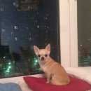 Подробнее об объявлении «Пропала собака кобель Краснодар» Фото: пропала собака Чихуахуа «Пропала собака кобель Краснодар» в г. Краснодар