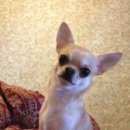 Подробнее об объявлении «Пропала собака кобель Воронеж» Фото: пропала собака Чихуахуа «Пропала собака кобель Воронеж» в г. Воронеж