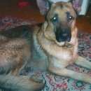 Подробнее об объявлении «Найдена собака кобель Златоуст» Фото: найдена собака Немецкая овчарка «Найдена собака кобель Златоуст» в г. Златоуст