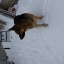 Подробнее об объявлении «Липецк Пропала собака кобель» Фото: пропала собака Восточно-европейская овчарка «Липецк Пропала собака кобель» в г. Липецк