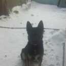 Подробнее об объявлении «Пропала собака кобель зсл самец 1. 3 года вместе с овчаркой немецкой самец 2 Пермь» Фото: пропала собака Немецкая овчарка «Пропала собака кобель зсл самец 1. 3 года...» в г. Пермь