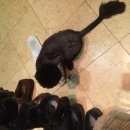 Подробнее об объявлении «Одинцово Пропал кот» Фото: пропала кошка  «Одинцово Пропал кот» в г. Одинцово