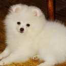 Подробнее об объявлении «Пропала собака немецко-померанский шпиц белый Троицк» Фото: пропала собака Померанский шпиц «Пропала собака немецко-померанский шпиц белый...» в г. Троицк