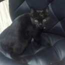Подробнее об объявлении «Найдена кошка Москва» Фото: найдена кошка  «Найдена кошка Москва» в г. Москва