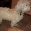 Подробнее об объявлении «Красноярск Найдена собака» Фото: найдена собака Мальтийская болонка «Красноярск Найдена собака» в г. Красноярск