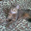 Подробнее об объявлении «Красноярск Пропала кошка» Фото: пропала кошка  «Красноярск Пропала кошка» в г. Красноярск