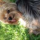 Подробнее об объявлении «Пропала собака кобель, йоркширский терьер. Санкт-Петербург» Фото: пропала собака Йоркширский терьер «Пропала собака кобель, йоркширский терьер....» в г. Санкт-Петербург