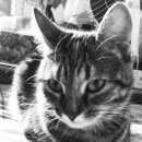 Подробнее об объявлении «Найдена кошка Москва» Фото: найдена кошка  «Найдена кошка Москва» в г. Москва