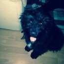 Подробнее об объявлении «Пропала собака кобель Краснодар» Фото: пропала собака  «Пропала собака кобель Краснодар» в г. Краснодар