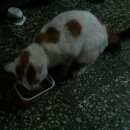 Подробнее об объявлении «Найдена кошка Москва» Фото: найдена кошка  «Найдена кошка Москва» в г. Москва