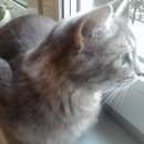 Подробнее об объявлении «Найдена кошка Москва» Фото: найдена кошка  «Найдена кошка Москва» в г. Москва