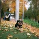 Подробнее об объявлении «Пропала собака Санкт-Петербург» Фото: пропала собака >  Бельгийская овчарка (грюнендаль,  малинуа, тервюрен) «Пропала собака Санкт-Петербург» в г. Санкт-Петербург