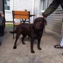 Подробнее об объявлении «Харьков Найдена собака лабрадор» Фото: найдена собака Лабрадор ретривер «Харьков Найдена собака лабрадор» в г. Харьков