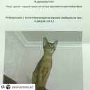 Подробнее об объявлении «Пропала кошка Москва» Фото: пропала кошка Абиссинская «Пропала кошка Москва» в г. Москва