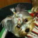 Подробнее об объявлении «Омск Пропала собака» Фото: пропала собака Йоркширский терьер «Омск Пропала собака» в г. Омск