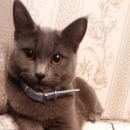 Подробнее об объявлении «Чехов Пропала кошка» Фото: пропала кошка Русская голубая «Чехов Пропала кошка» в г. Чехов