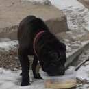 Подробнее об объявлении «Красноярск Найдена собака кобель» Фото: найдена собака Шар-пей «Красноярск Найдена собака кобель» в г. Красноярск