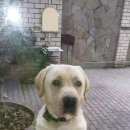 Подробнее об объявлении «Геленджик Пропала собака кобель» Фото: пропала собака Лабрадор ретривер «Геленджик Пропала собака кобель» в г. Геленджик