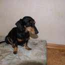 Подробнее об объявлении «Новосибирск Найдена собака такса» Фото: найдена собака Такса «Новосибирск Найдена собака такса» в г. Новосибирск