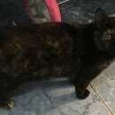 Подробнее об объявлении «Одинцово Найдена кошка» Фото: найдена кошка  «Одинцово Найдена кошка» в г. Одинцово