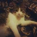 Подробнее об объявлении «Пропало домашнее животное кот  Воронеж» Фото: пропало другое животное  «Пропало домашнее животное кот  Воронеж» в г. Воронеж