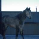 Подробнее об объявлении «Челябинск Пропала лошадь 2 лошади 26.03.2015» Фото: пропало другое животное  «Челябинск Пропала лошадь 2 лошади 26.03.2015» в г. Челябинск