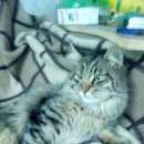Подробнее об объявлении «Химки Найден кот» Фото: найдена кошка Мейн-кун «Химки Найден кот» в г. Химки