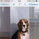 Подробнее об объявлении «Пропала собака кобель, порода бигль. Новосибирск» Фото: пропала собака Бигль «Пропала собака кобель, порода бигль. Новосибирск» в г. Новосибирск