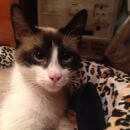 Подробнее об объявлении «Найдена кошка котенок порода сноу шу Санкт-Петербург» Фото: найдена кошка Сноу-шу «Найдена кошка котенок порода сноу шу...» в г. Санкт-Петербург