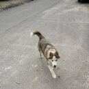 Подробнее об объявлении «Пропала собака кобель Ханты-Мансийск» Фото: пропала собака  «Пропала собака кобель Ханты-Мансийск» в г. Ханты-Мансийск