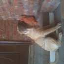 Подробнее об объявлении «Пропала собака кобель, г. Славянск-на-Кубани» Фото: пропала собака Шар-пей «Пропала собака кобель, г. Славянск-на-Кубани» в г. Славянск-на-Кубани