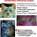 Подробнее об объявлении «Саратов Пропала кошка» Фото: пропала кошка  «Саратов Пропала кошка» в г. Саратов