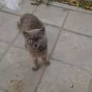 Подробнее об объявлении «Ростов-на-Дону Найдена кошка» Фото: найдена кошка Британская короткошерстная «Ростов-на-Дону Найдена кошка» в г. Ростов-на-Дону