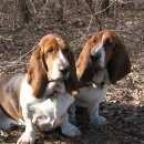 Подробнее об объявлении «Пропала собака Санкт-Петербург» Фото: пропала собака Бассет-хаунд «Пропала собака Санкт-Петербург» в г. Санкт-Петербург