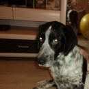 Подробнее об объявлении «Пропала собака Пермь» Фото: пропала собака  «Пропала собака Пермь» в г. Пермь