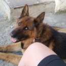 Подробнее об объявлении «Найдена собака кобель немецкой овчарки средних лет Дзержинский» Фото: найдена собака Немецкая овчарка «Найдена собака кобель немецкой овчарки средних...» в г. Дзержинский