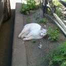 Подробнее об объявлении «Найдена кошка Санкт-Петербург» Фото: найдена кошка  «Найдена кошка Санкт-Петербург» в г. Санкт-Петербург