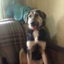 Подробнее об объявлении «Пропала собака Некрасовка» Фото: пропала собака  «Пропала собака Некрасовка» в г. Некрасовка