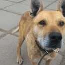 Подробнее об объявлении «Найдена собака кобель Братск» Фото: найдена собака Бельгийская овчарка «Найдена собака кобель Братск» в г. Братск