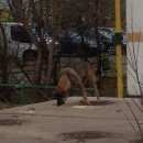 Подробнее об объявлении «Люберцы Найдена собака черно-серо-рыжей окраски с красным ошейником» Фото: найдена собака  «Люберцы Найдена собака черно-серо-рыжей окраски...» в г. Люберцы