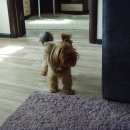 Подробнее об объявлении «Новокузнецк Найдена собака кобель йоркширский терьер» Фото: найдена собака Йоркширский терьер «Новокузнецк Найдена собака кобель йоркширский...» в г. Новокузнецк