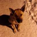 Подробнее об объявлении «Колпино Найдена собака» Фото: найдена собака  «Колпино Найдена собака» в г. Колпино