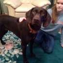 Подробнее об объявлении «Найдена собака курцхаар Звенигород» Фото: найдена собака Курцхаар «Найдена собака курцхаар Звенигород» в г. Звенигород