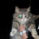 Подробнее об объявлении «Найдена кошка предположительно девочка, но м.б. и мальчик Москва» Фото: найдена кошка  «Найдена кошка предположительно девочка, но м.б....» в г. Москва